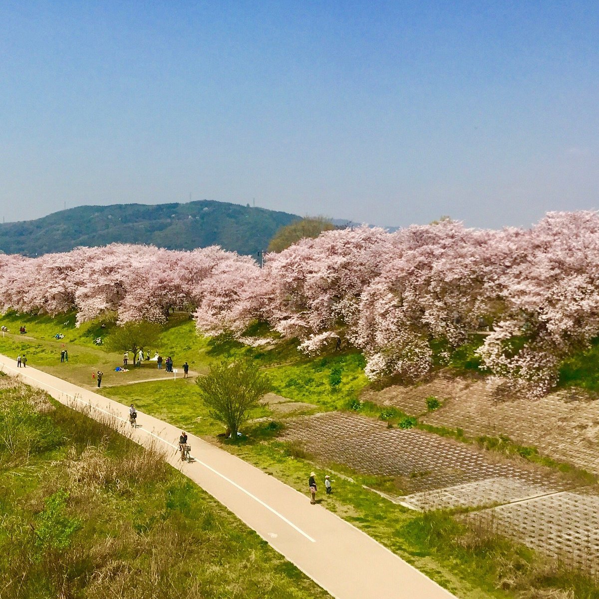 🌸 요도강 하천공원 세와리테이 지구 (요도가와 카센 코엔 세와리테이 치쿠) 이미지 6